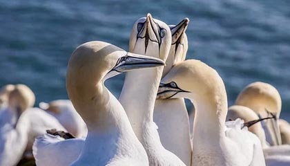 无私！梅西不断招手示意奥塔门迪罚点，后者主场告别赛破门！